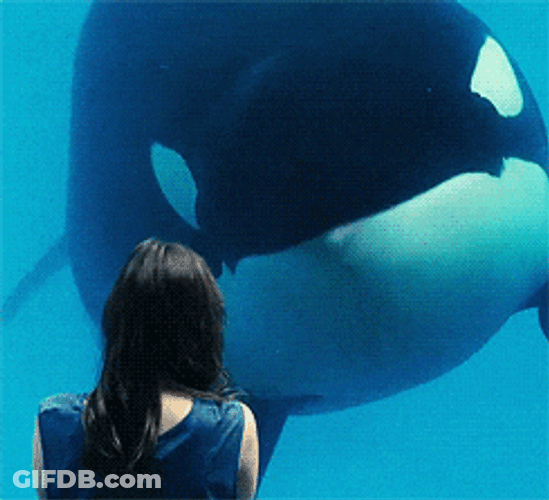 Orca Trying To Communicate GIF