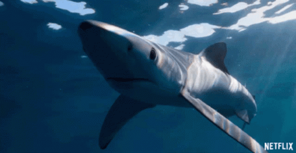 Orca Under The Sea GIF