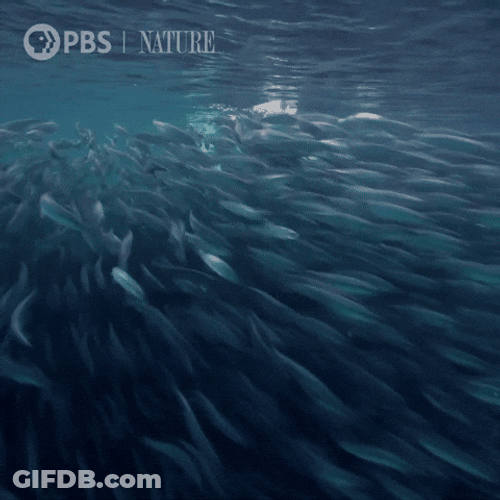 Orca Under The Sea GIF