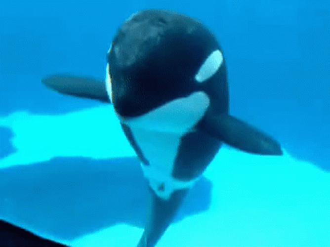 Orca Whale Dancing GIF
