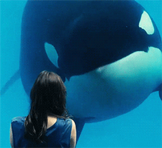 Orca Whale Nodding GIF