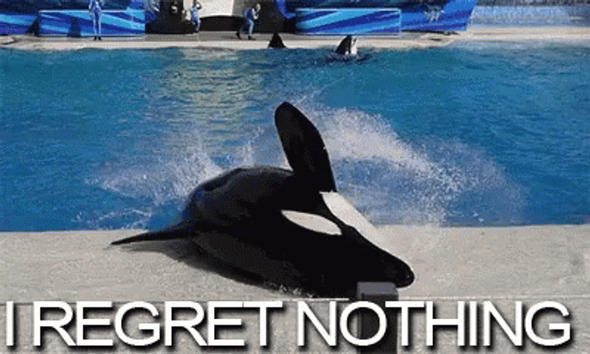 Orca Whale Spinning GIF