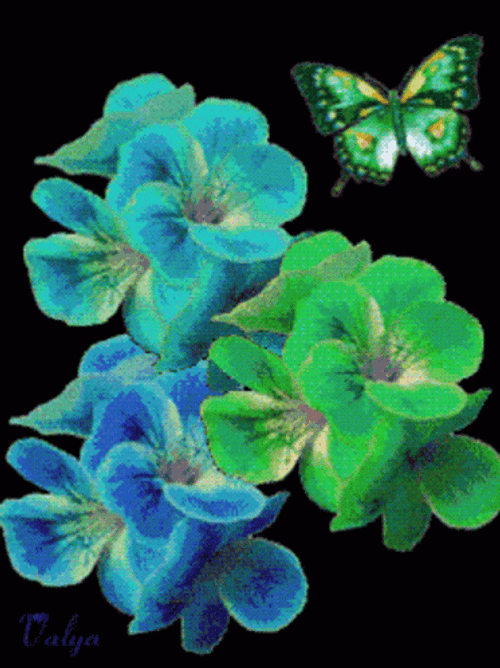 Orchids In Flashing Colors GIF
