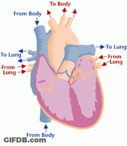 Organ Function In Circulatory System GIF