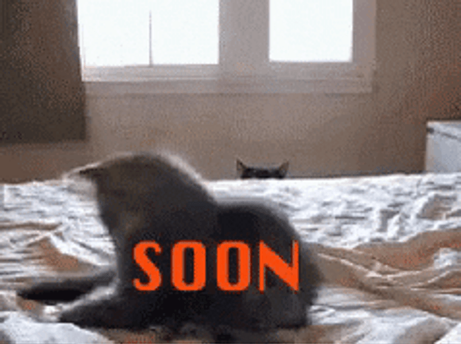 Organize Black Cat Soon GIF