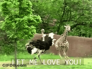 Ostrich And Giraffe Standing Together Let Me Love You GIF