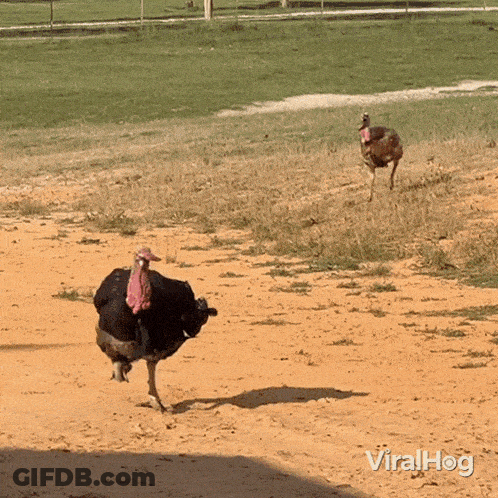Ostrich And Turkey Running In Dirt Field Viralhog GIF
