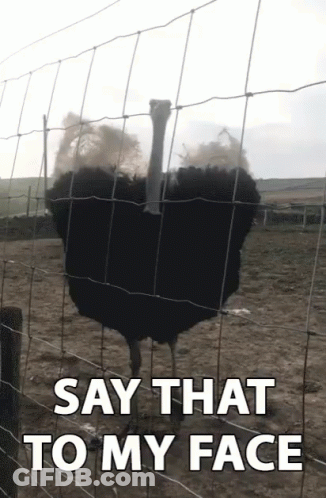 Ostrich Behind Wire Fence Say That To My Face GIF