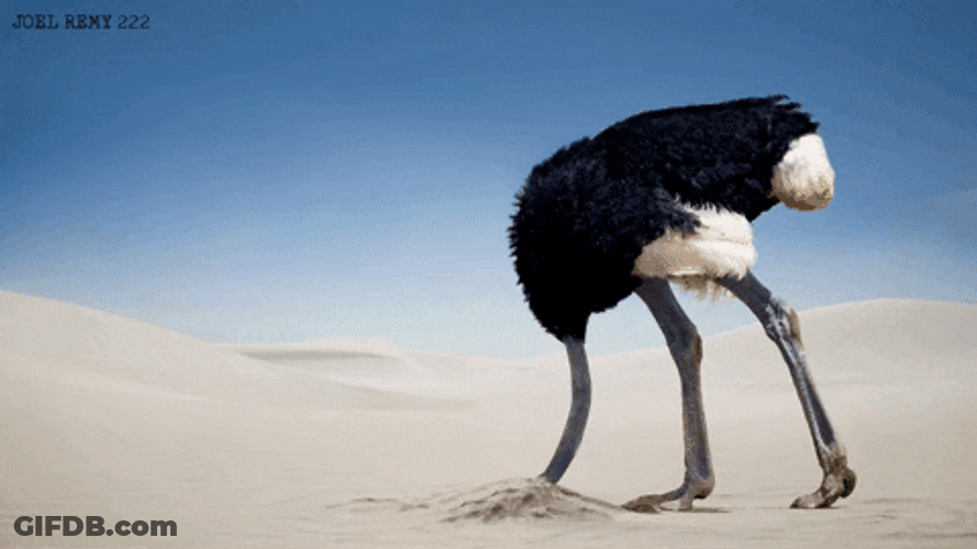 Ostrich Buried Its Head On Desert Sand GIF