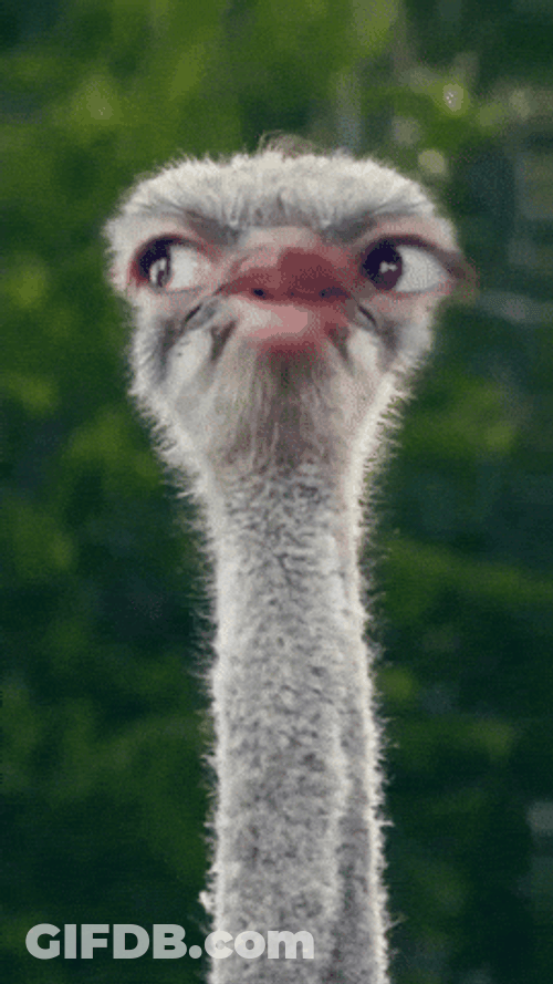 Ostrich Carefully Watching Out For Prey GIF