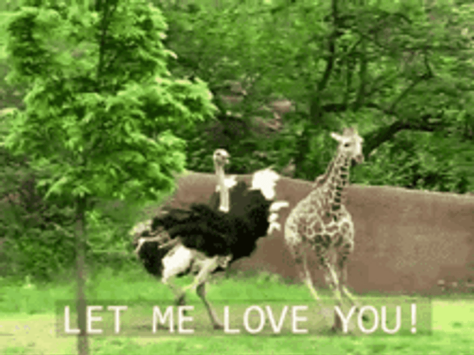 Ostrich Chasing A Giraffe GIF