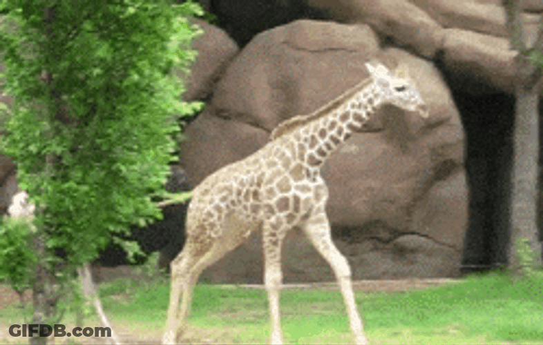 Ostrich Chasing Young Giraffe With Love GIF
