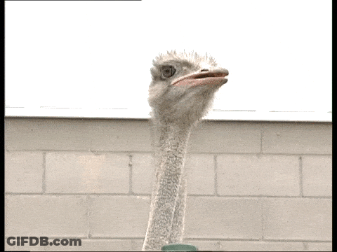 Ostrich Close Up With Mouth Open GIF