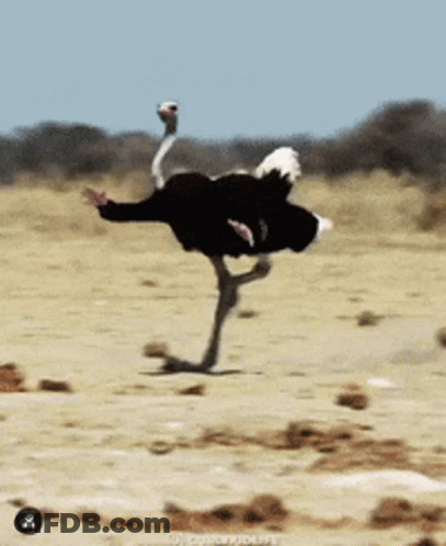 Ostrich Doing Trick With Feathers Spread Out GIF