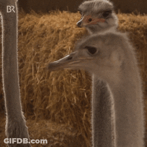 Ostrich Flexing Its Long Neck GIF