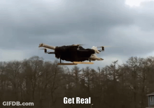 Ostrich Flying Saying Get Real GIF