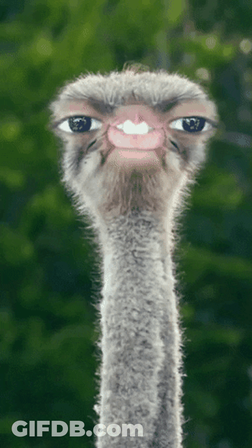 Ostrich Glared At You From Afar GIF