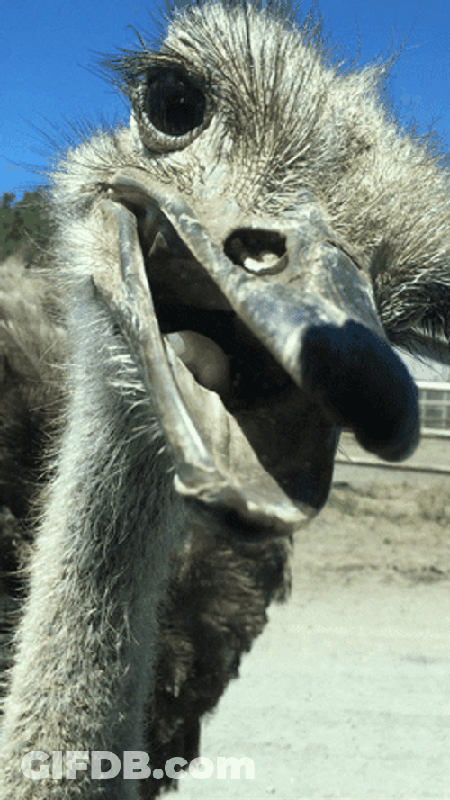 Ostrich Has Something To Say Listen GIF