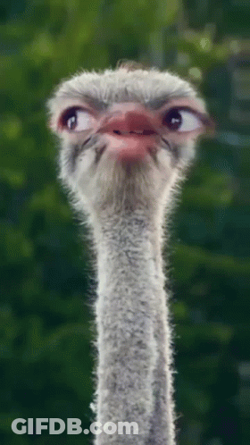 Ostrich Head And Neck Green Background GIF