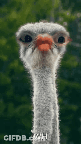Ostrich Head And Neck Saying Wh GIF