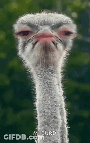 Ostrich Head And Neck With Red Beak GIF