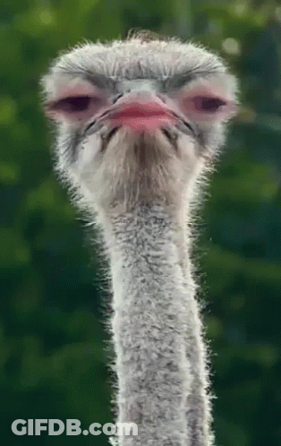 Ostrich Head Red Beak Looking At Camera GIF