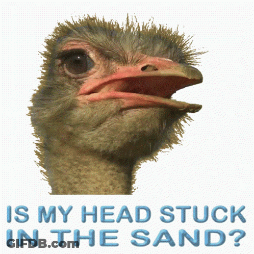 Ostrich Head Stuck In Sand GIF