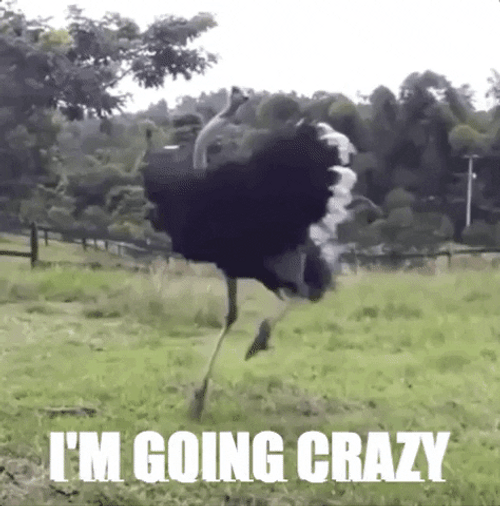 Ostrich I'm Going Crazy GIF