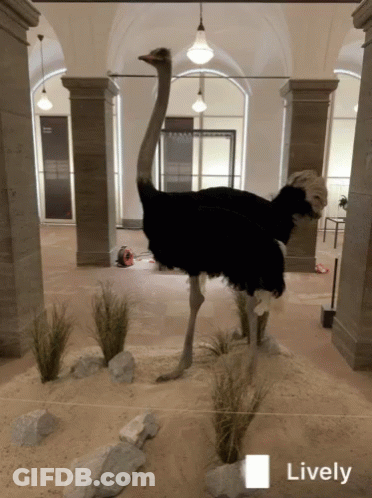 Ostrich In Museum With Lively GIF
