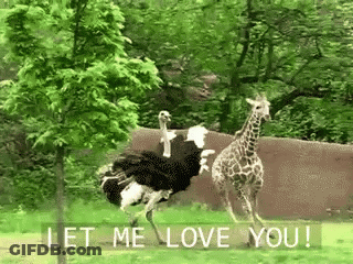 Ostrich Next To Giraffe Saying Let Me Love You GIF