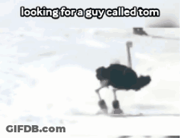 Ostrich On Snowboard Looking For Tom GIF
