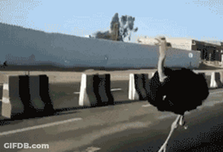 Ostrich Overtaking Random Car GIF