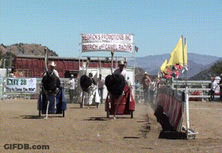 Ostrich Raced With Carriage Inside Fenced Lawn GIF