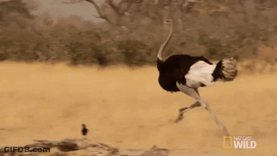 Ostrich Running For Its Life In Wilderness GIF