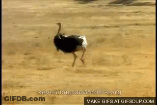 Ostrich Running On Sandy Beach Make GIF