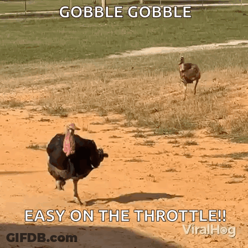 Ostrich Running With Caption Gobble Gobble Easy On The Throttle GIF