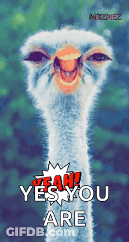 Ostrich Saying Yeah Yes You Are GIF