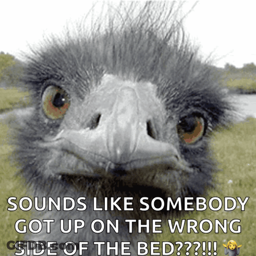 Ostrich Sounds Like Somebody Got Up On The Wrong Side Of The Bed GIF