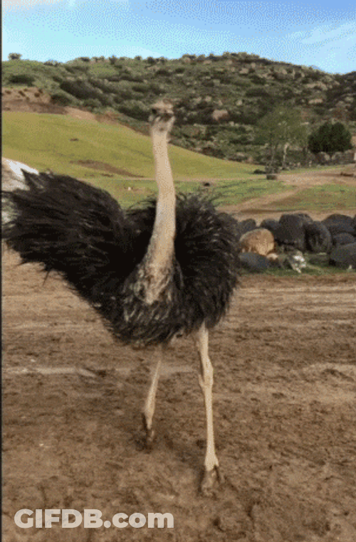 Ostrich Spread Its Wing Then Spin GIF