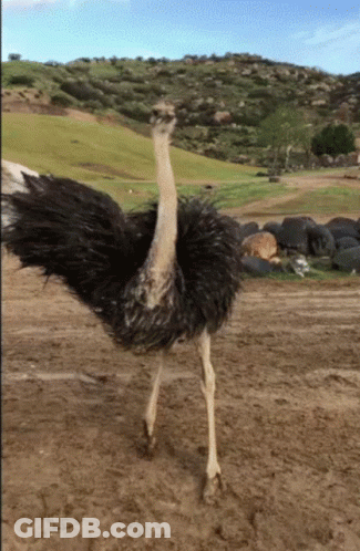Ostrich Standing In Dirt Field With Feathers Spread GIF
