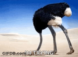 Ostrich Standing In Sand Saying Im Trying GIF