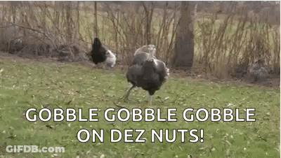 Ostrich Standing On Grass Covered Field GIF