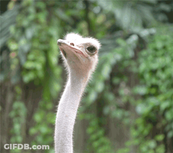 Ostrich Swallowed Spider Alive GIF
