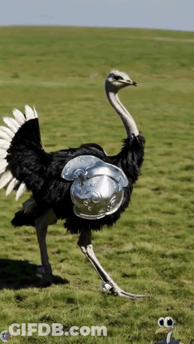 Ostrich Wearing Helmet And Armor In Field GIF