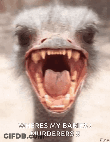 Ostrich With Open Mouth Wheres My Babies GIF