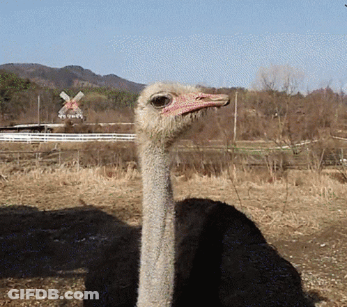 Ostrich With Red Beak In Field With Windmill GIF