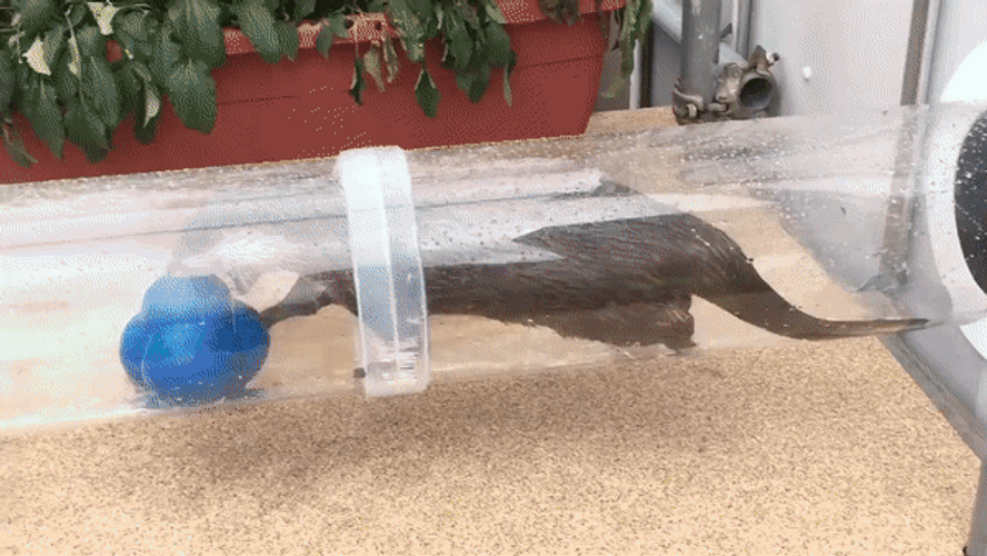 Otter Carrying A Toy GIF