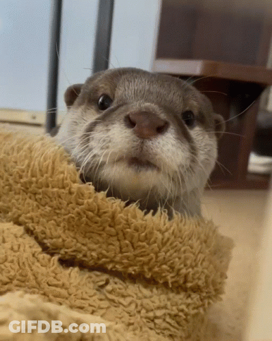 Otter Close Up GIF