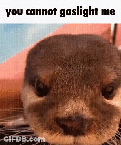 Otter Close Up You Cannot Gaslight Me GIF
