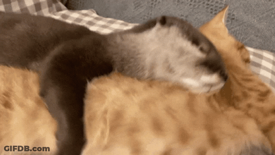 Otter Cuddling With Cat GIF
